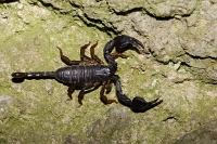 Euscorpius italicus (Scorpione Italiano)